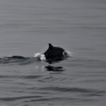 08-10-23 9am harbor porpoise