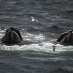 08-13-23 230pm whale mouths
