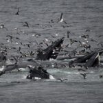 08-16-23 11AM Humpbacks feeding