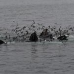 08-17-23 11am Hungry Whales 2