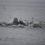 08-17-23 12pm Cooperative whale posse
