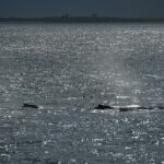 08-19-23 130pm Race Point and whales