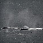 08-19-23 130pm humpback trio in sun