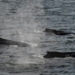 08-19-23 230pm Trio of whales