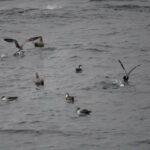 08-28-23 10am Shearwaters and Gulls