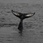 08-28-23 9am Whale Handstand