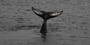 08-28-23 9am Whale Handstand