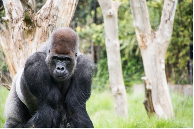 gorilla posing for picture at the london zoo