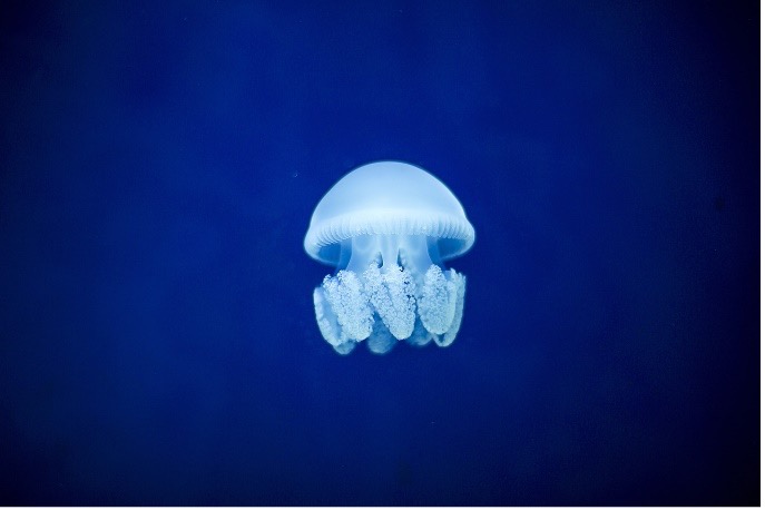 jellyfish swimming in aquarium