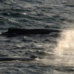 09-02-23 330 Whale Group