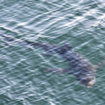 09-03-23 330pm Blue shark
