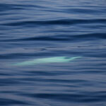 09-07-23 10AM Baleine à bosse subsurface
