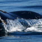 09-07-23 10AM Morso di orca Wifi
