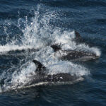 09-07-23 12:00 דולפין זומיס