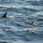 09-10-23 11AM dauphins à flancs blancs de l'Atlantique