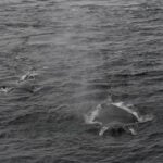 09-12-23 ore 10 balene curiose