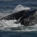 09-12-23 12PM Lunge de baleine à bosse