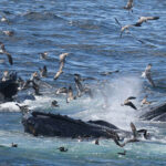 09-14-23 10 Uhr Blasenfütterung von Buckelwalen