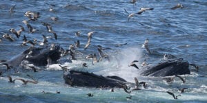 09-14-23 10am Bulle Nourrir les baleines à bosse