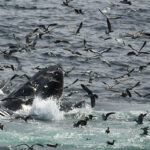 09-14-23 10am Hungry Hungry Humpbacks (Baleines à bosse affamées)