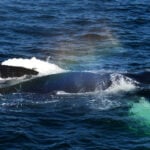 09-21-23 10AM Wie Wale sich umarmen