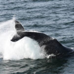 09-22-23 上午10點 飛濺的鯨魚