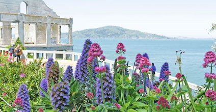 アルカトラズ島とサンフランシスコ湾を背景にした花々