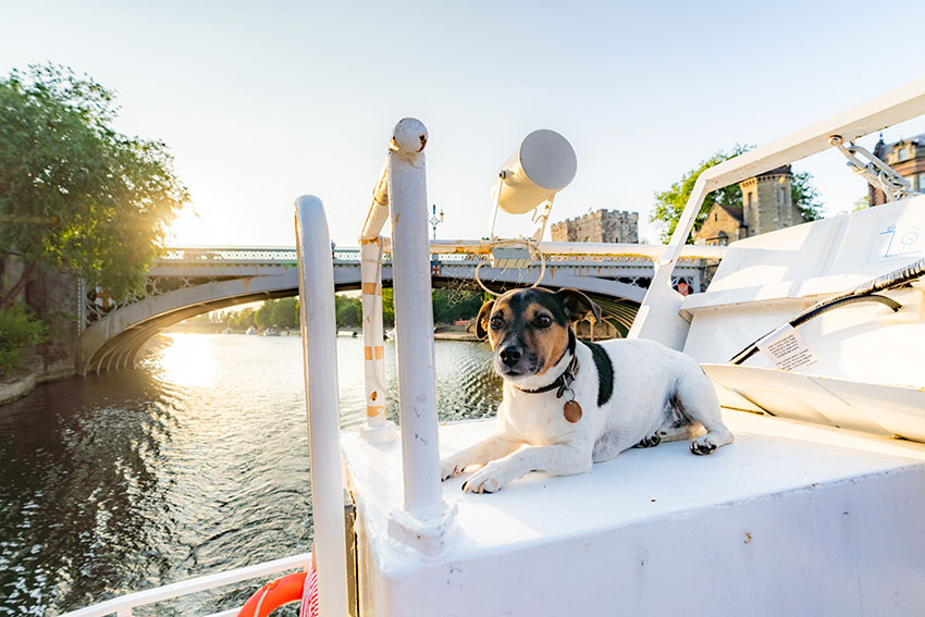dog sailing on a boat
