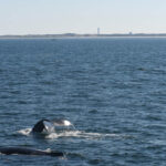 10-03-23 12pm PTown Whales