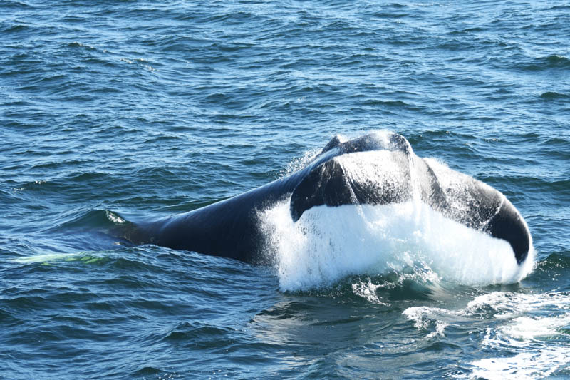 Boston Whale Watching: Notas do Naturalista - 21/06/23 a 27/06/23