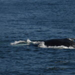 10-04-23 12pm Ventisca in whale gear