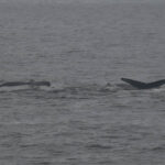 10-10-23 10am A-Plus and calf