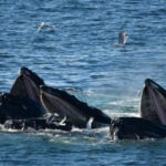 Boston Whale Watching: Notas do Naturalista - 21/06/23 a 27/06/23