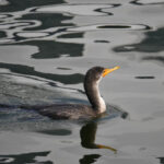 10-11-23 10am Harbor Cormorant