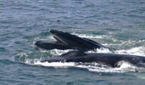 10-12-23 12h Nourrir les baleines à bosse