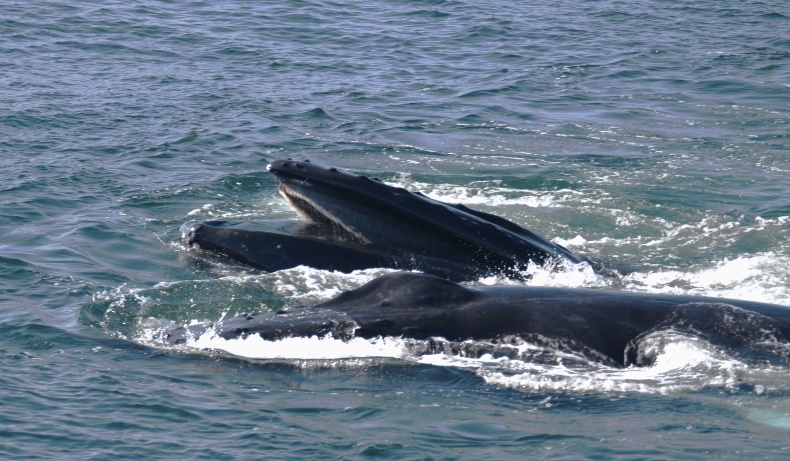 Boston Whale Watching: Notas do Naturalista - 21/06/23 a 27/06/23