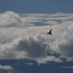 10-16-23 中午 12 點 塘鵝在明亮的白天飛翔