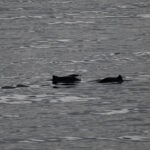 10-18-23 10am harbor porpoise