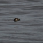 10-18-23 10am harbor seal