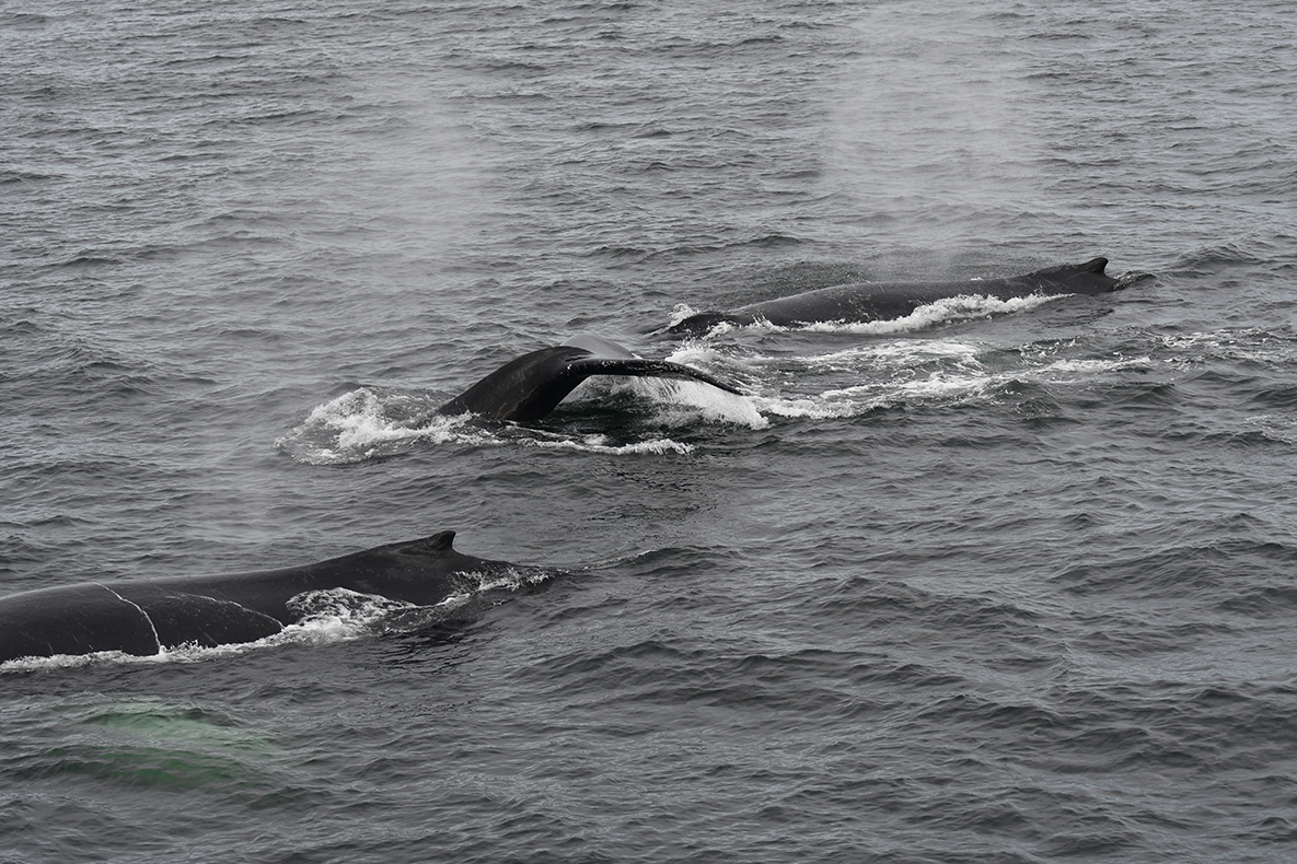 10-27-23 Le souffle et la queue des baleines