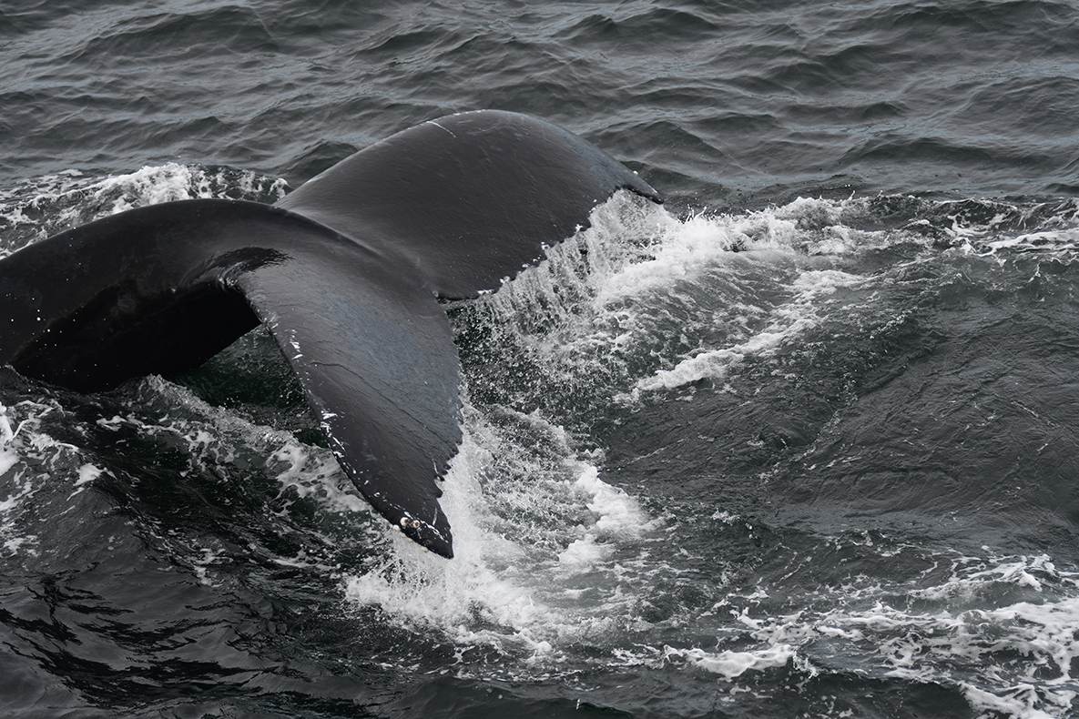 10-27-23 queue de baleine en gros plan