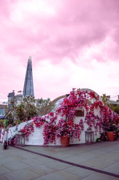 fleurs roses et ciel rose surplombant les igloos du coppa club tower bridge