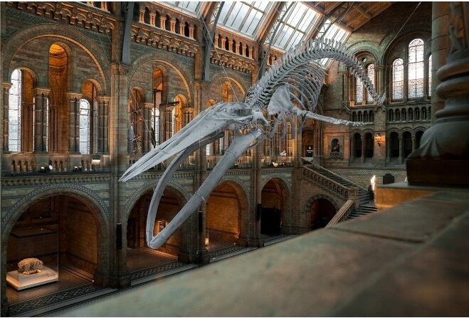 huesos de ballena en un museo