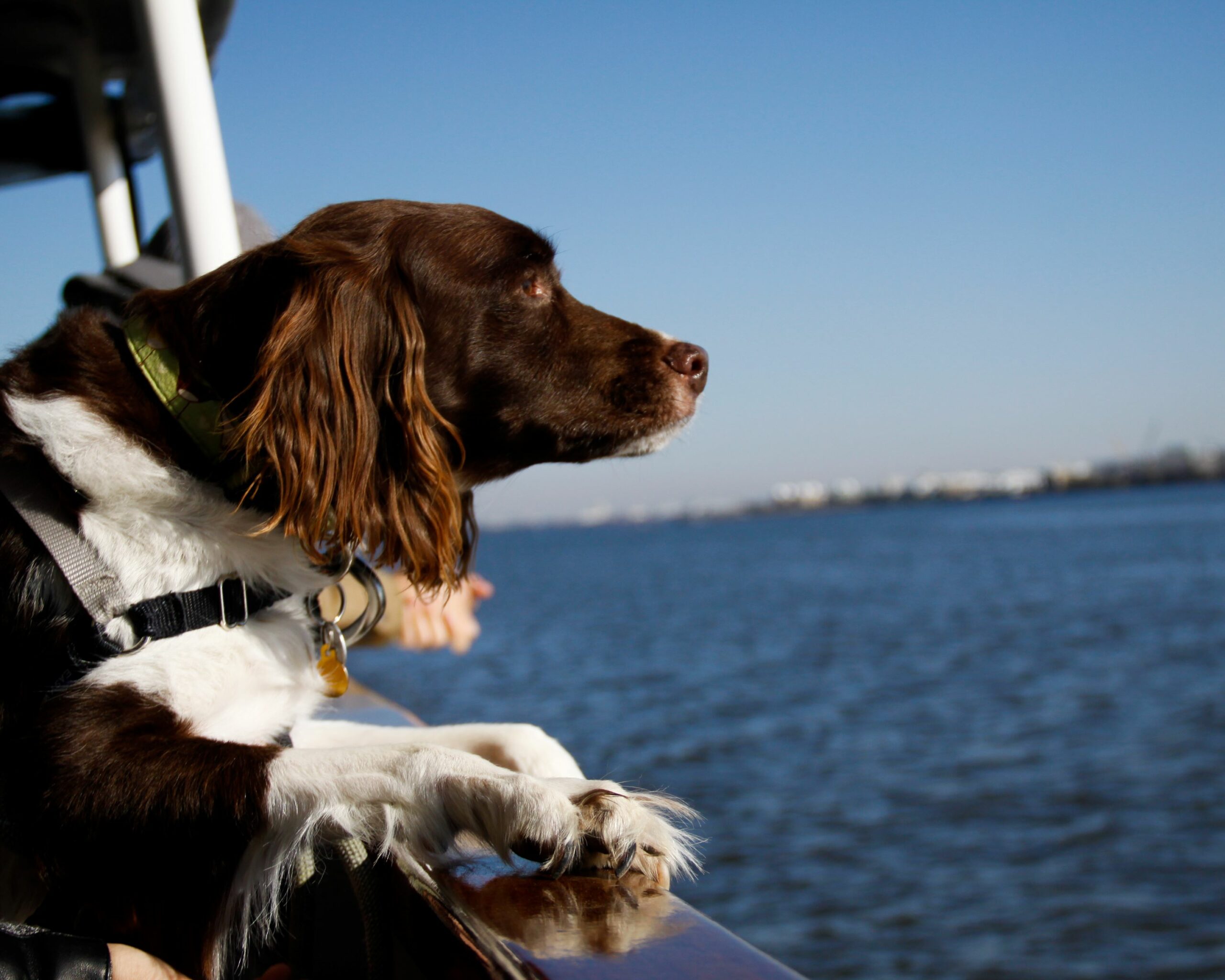 dog looking at water from boat