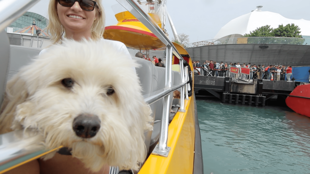 dog on seadog cruise