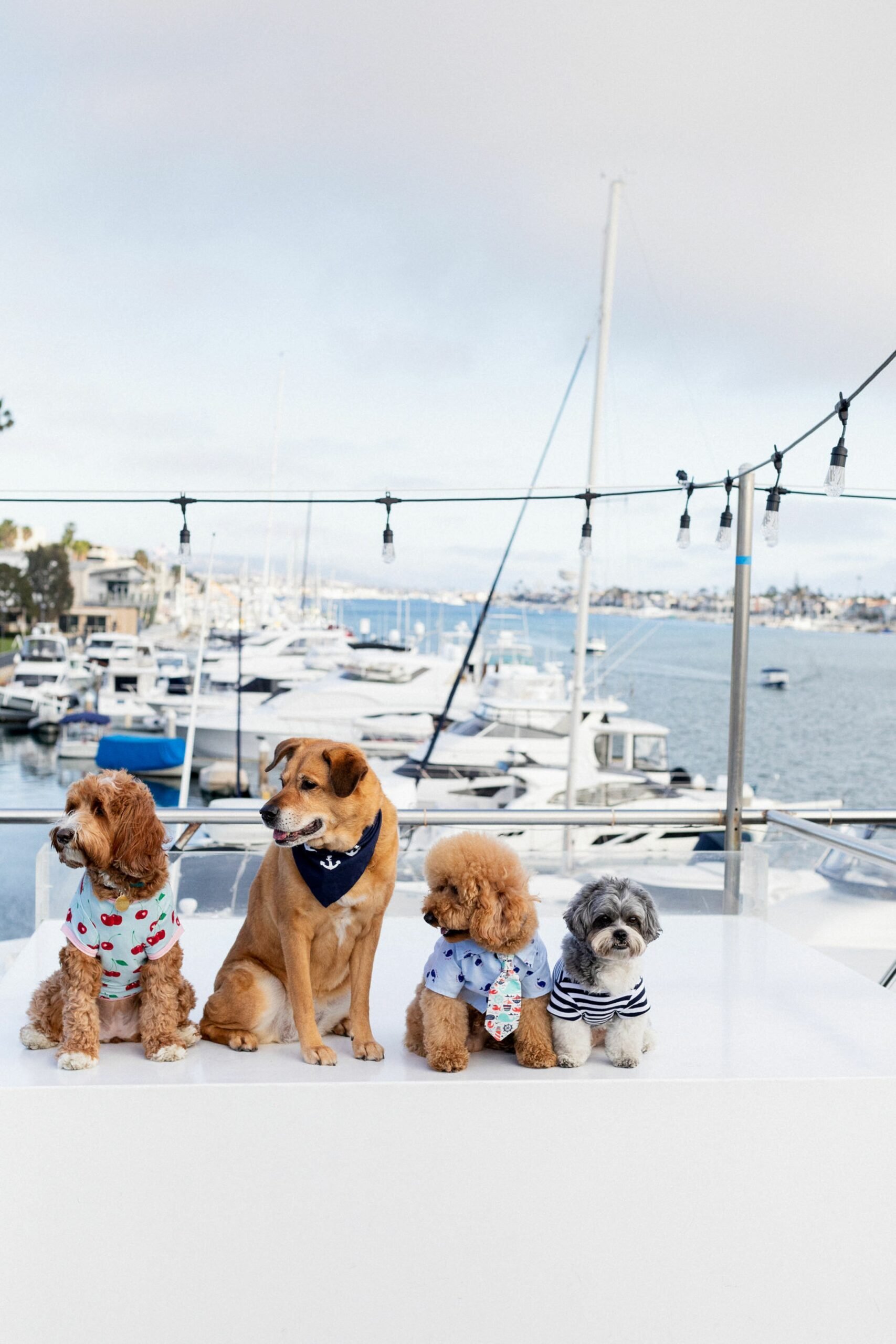 dogs on a boat